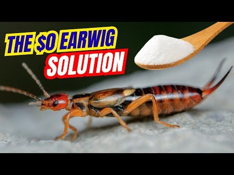 How to Get Rid of Earwigs in Your House – Fast & Easy Methods
