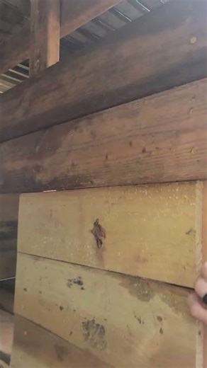 It's coming together!🥰 #backyardchickens #chicken #chickencoop #diy #reuse #reclaimedmaterials #GA