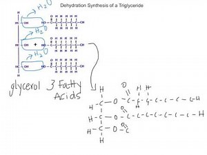Hydrolysis of a Triglyceride (Lipid)