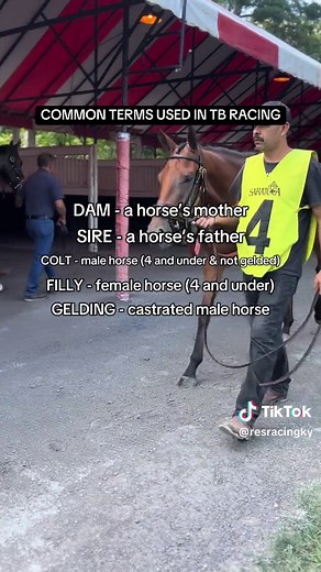 Understanding Common Horse Racing Terminology