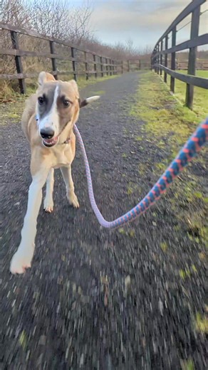 38 reactions | Azumie lurcher puppy (available for adoption) | Limerick Animal Welfare | Facebook
