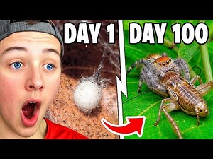 Reacting To Simulating FOREST For 100 Days