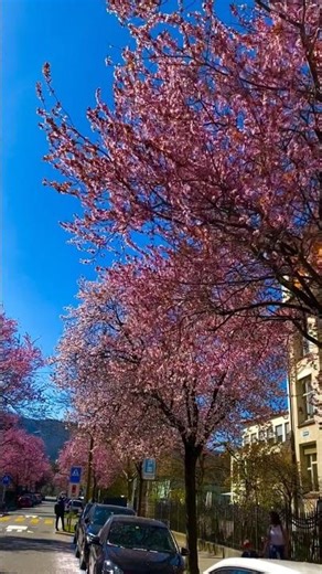 SPRING FLOWER TREES IN ZURICH, SWISS🇨🇭