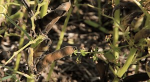 Pulse School: Harvest timing tips for a successful faba bean harvest