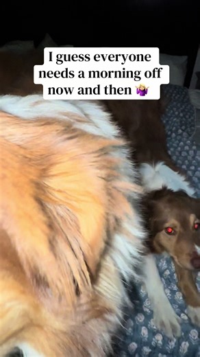 Farm Dogs Caught Lounging While I Do Their Chores