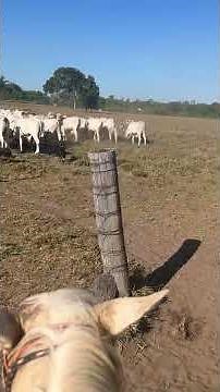 HOW TO TEACH A BORDER COLLIE A NATURAL DRIVE WITHOUT GRIPPING THE FLOCK