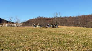 Goats foraging on the farm…ATV sound gets their attention! Working together as a team and protecting each other. A cool thing to witness especially because 8 of them are new to the herd ❤️ #goats #farmlife ￼ #foraging #dinnertime | Hobson Hollow Farm | Facebook