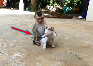 3.2K views · 88 reactions | Baby Alien Like to Play with Little Kitty So Much. | Monkey Family | Facebook