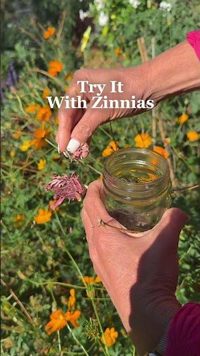 Here’s how to collect and save your flower seeds for planting next spring🌸🌼🪻🌺#garden #flowers