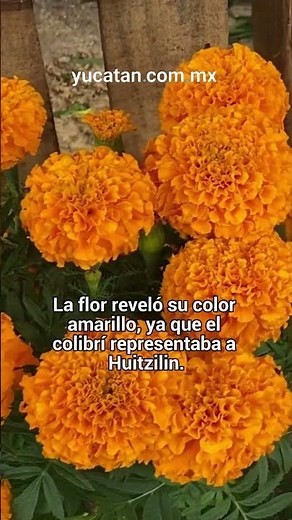 Leyenda mexicana de la flor de cempasúchil