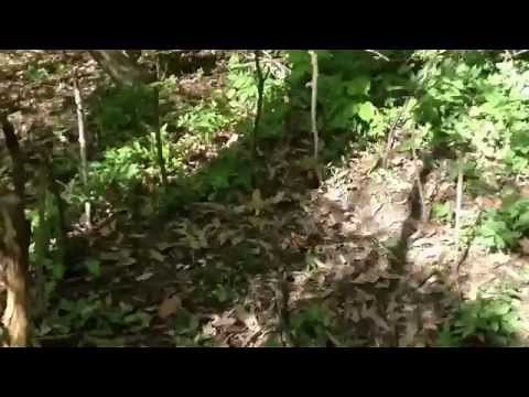 DIY Outdoors: How to build a fort in the woods