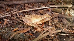 12 reactions | At this time of the year, regional forests, wetlands, and meadows are alive with the sounds of life! In this video, TRCA biologists decode frog songs and explain exactly why they're taking in these amphibian concerts at night  #TRCAMonitoring #FrogMonitoring #OntarioFrogs | Toronto and Region Conservation Authority | Facebook
