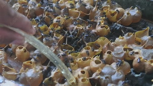 video of honey being sucked from honey sacs made from stingless bee propolis in the hive using a sterile suction tool. Bee Keeper activity, raw honey material.