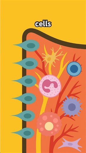 The HIDDEN World Inside Your Teeth