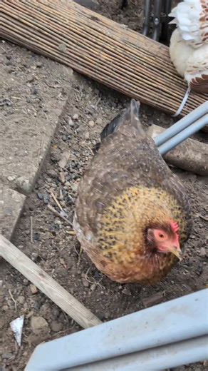 Building a Safe and Cozy Chicken Coop