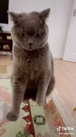 Cat Reacts to Human Touch in Hilarious Way