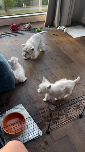 Happy Moment ❤️ | I Love Westie