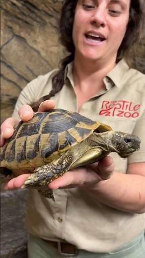 This Greek Tortoise will live to 120 Years Old😮
