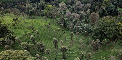 50 years of UN environmental diplomacy: What’s worked and the trends ahead
