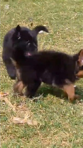 # German #Shepher#d long kurta# #puppies #available #for sale