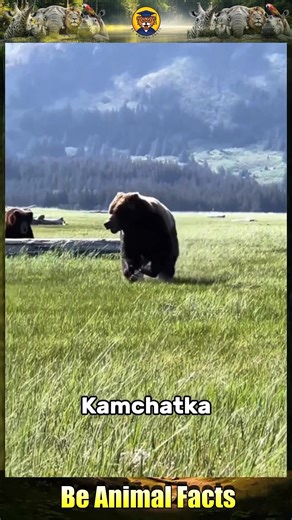 2.3K views · 47 reactions | Four scientists who were taken by the animals they cherished. | Be Animal Facts | Facebook