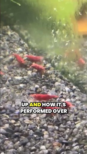 Efficient cherry shrimp breeding tank setup