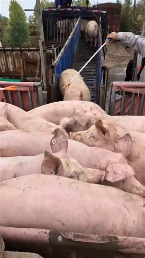 PiggFarming on Instagram: "3 Ways to Raise Pigs for BIG Farmhouse Profits! 🐷💰 Want to turn pig farming into a highly profitable business? In this video, we’ll show you three powerful ways to raise pigs in a farmhouse setting and maximize your earnings. Whether you’re just starting out or already farming, these practical tips will help you boost your farm’s profitability while ensuring your pigs grow healthy and strong. We’ll cover: ✅ The best pig breeds for fast growth and high returns ✅ Feedi