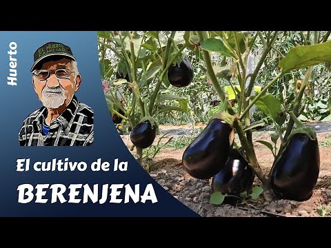 EGGPLANTS: HE CULTURE FULL FROM THE EGGPLANT.
