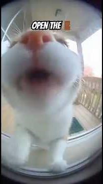 Cat Demands the Door Open 😭🐾 | Loud Meowing Close-Up