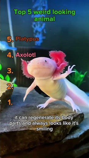 Warning, do not click the sound