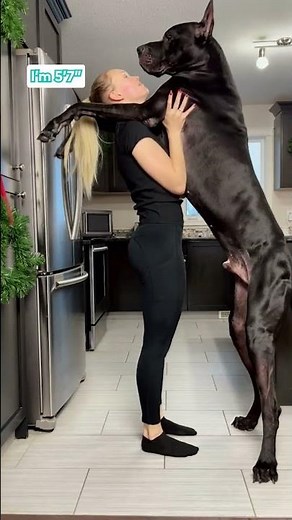 Great Dane Is Taller Than Human || ViralHog Shorts