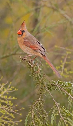 When a cardinal appears, an angel is near #cardinalbird
