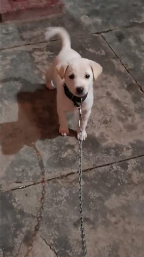 #shorts #viralshorts #viral