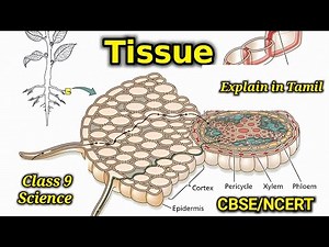 Tissue | Class 9 | CBSE NCERT | Epithelial tissue | plant tissue | animal tissue | explain in Tamil