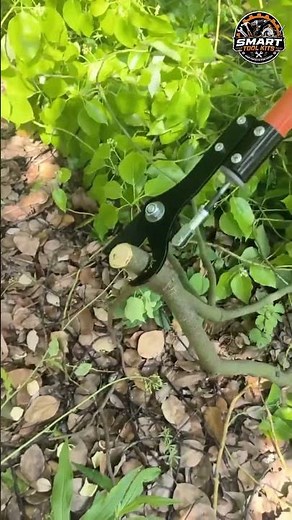🌳 Tired of Pruning High Branches? This Cordless Pruning Tool Changes Everything! ✂️⚡