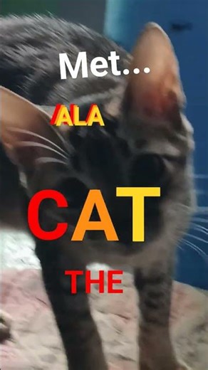 Meet ala :3 #Cat #Cute #Animals # Kitty #edit