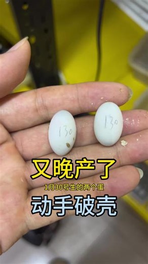 超时出壳，检查己适合出壳条件，手动破壳了#果核蛋龟 #果核苗 #龟蛋破壳#玉上龟
