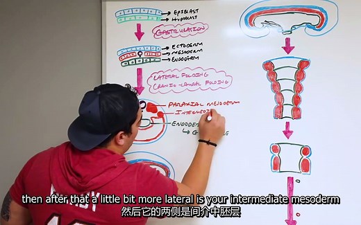 【胚胎学】（中英字幕） 呼吸系统的发生 Embryology _ Development of the Respiratory System