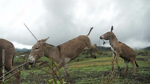 Livestock group of donkeys, one of which is angry and tries to kick another donkey with both of his legs in a grassy field valley in the bush jungle of Tanzania Africa on a cloudy day - slowmotion