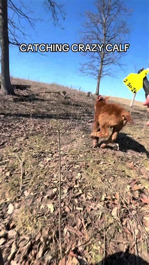 This was a first for me! This crazy baby calf ran and then tried to head butt me. #cows #viral #funny #babycow #bull