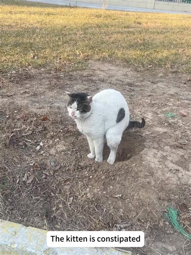 How to Help a Constipated Kitten