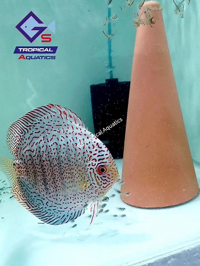 Feeding time to our King Viper proven Pair. #gstropicalaquatics #forhobbyistbyhobbyist #gsquality #royalmenumalaysia #discusxmalaysia #discusspecialitystore #discusfishstore #discusfish #availablebyappointmentonly #ikandiscus #KingViperDiscus #DiscusPair