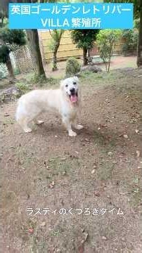 英国ゴールデンレトリバーVILLA繁殖所の犬。 #puppy #大型犬のいる生活 #英国ゴールデンレトリバー #ブリーダー #ゴールデンレトリバー