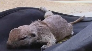 Man gives drowning squirrel CPR