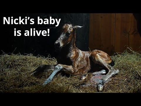 LIVE foal birth & first human interaction | Foaling Season Episode 3