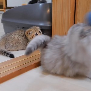 3.9K views · 72 reactions | Playing with kittens in winter is risky! ! | Cat House | Facebook