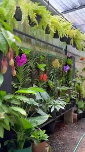 3.3K reactions · 448 shares | Belajar membuat anggrek lebih estetik 殺 Kreatif dan cantik ya hasilnya ✨ Ready anggrek mini phal purple gem  Plant knop siap bunga   : tg the gardener #orchid #orchids #anggrek #perawatananggrek #tanamanhias | BIBIT ANGGREK MALANG | Facebook