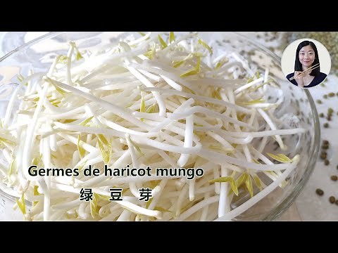 Faire ses propres germes de haricot mungo en 7 jours 🌱| germes de soja | 自发绿豆芽
