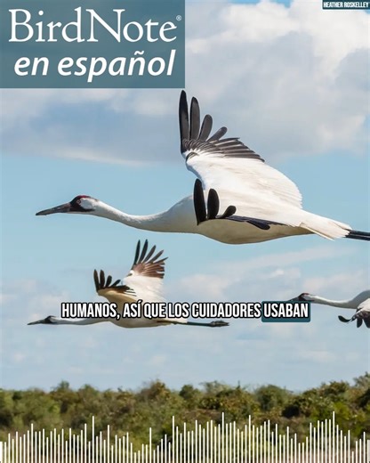 Today's BirdNote Daily episode is also available in Spanish! Learn about Veeries, entirely in Spanish, on today's BirdNote en Español. La grulla trompetera (Grus americana) es el ave voladora más alta de América del Norte. También conocidas como grullas blancas, estas enormes aves con antifaz negro y una mancha roja en la cabeza, estuvieron a punto de desaparecer por completo. En los años 40, quedaban apenas 15 grullas en libertad. Nada más. Durante décadas, se pusieron en marcha todo tipo de es