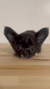 Little male… | Jessies Chihuahuas
